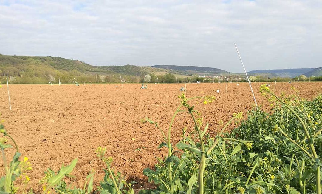 PFLAN-ZEN-KOHLE: EU-weit für Öko-Landbau祖格拉森
