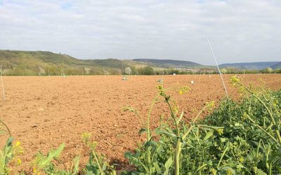 PFLAN-ZEN-KOHLE: EU-weit für Öko-Landbau祖格拉森